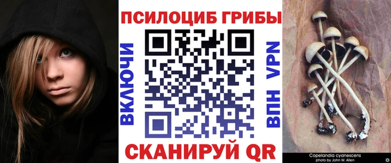Купить закладки  Нахабино  Псилоцибиновые грибы мицелий 